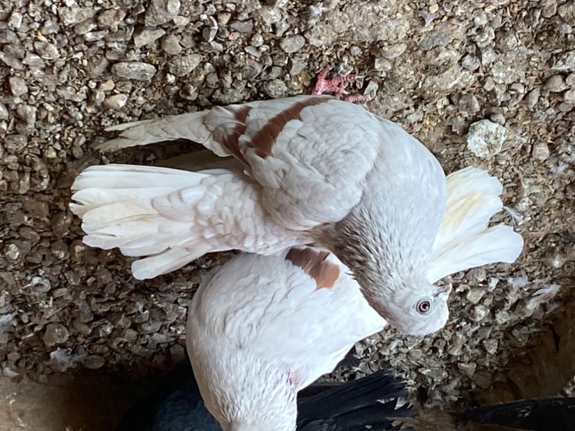 74FAF652-464E-453B-A0B0-3FB76E4177D6 - Zburători Argintii