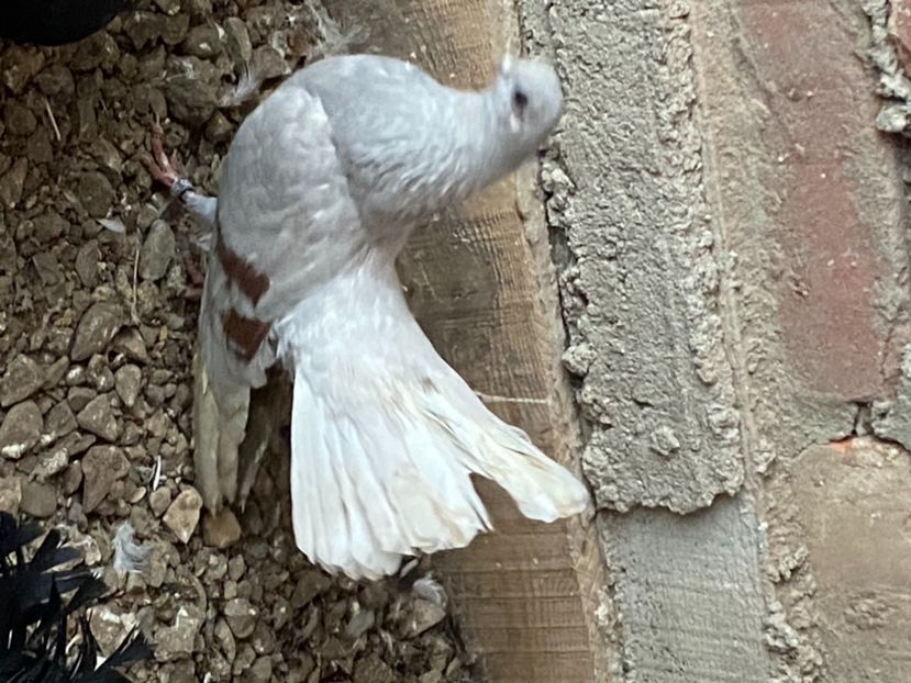 8DFEFB01-5D70-4140-A822-C6F0F892B01E - Zburători Argintii