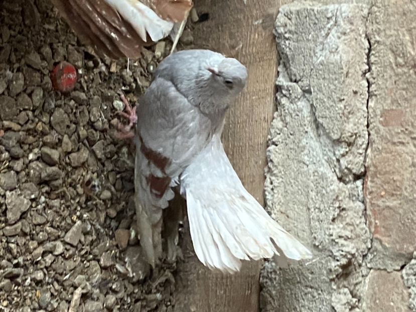 1679BB8F-5B61-4AA7-B797-6036F2DA0429 - Zburători Argintii