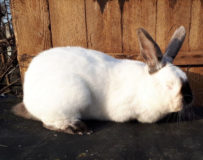 mascul 13 luni-vândut - DE VANZARE -2023