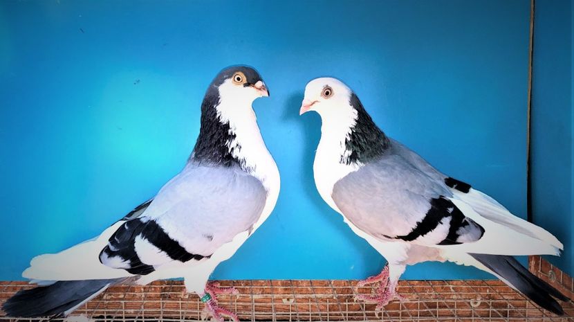 perechea  63 - B - perechi 2021