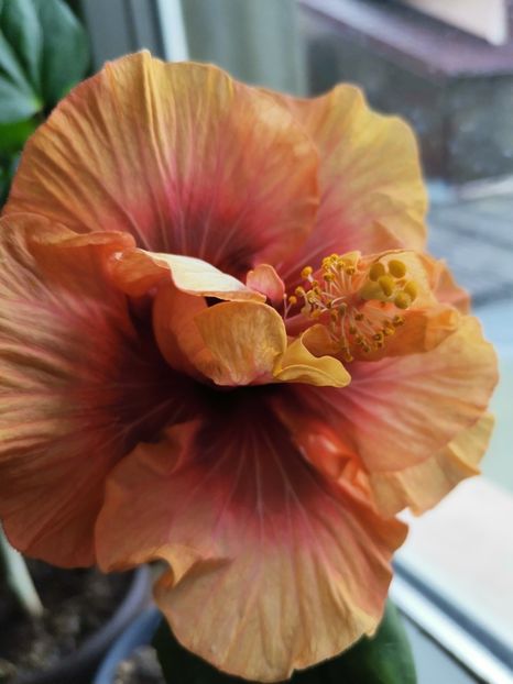 Crown - Hibiscus