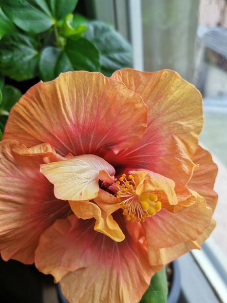  - Hibiscus