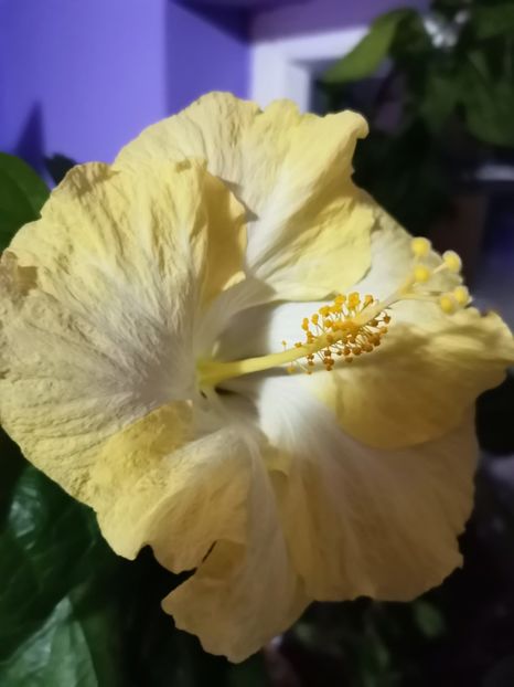  - Hibiscus