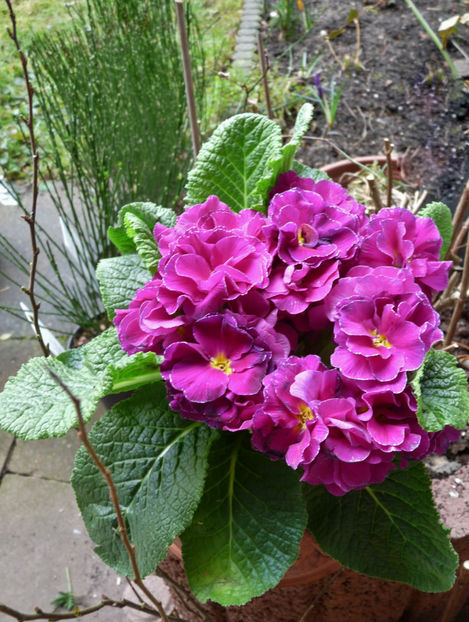  - 2021 - 01 - Primavara