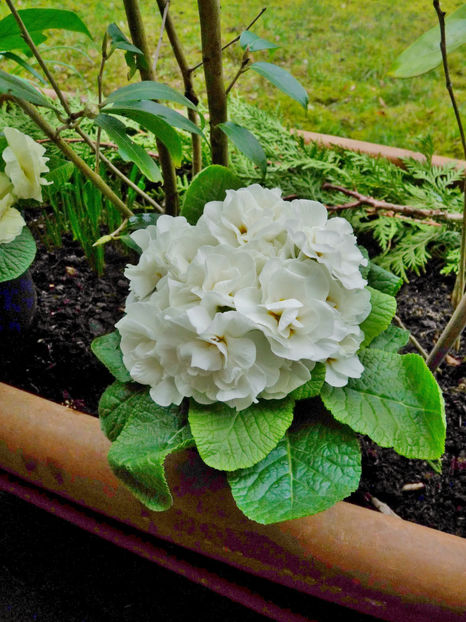  - 2021 - 01 - Primavara