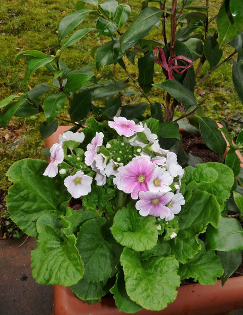  - 2021 - 01 - Primavara