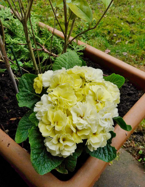  - 2021 - 01 - Primavara