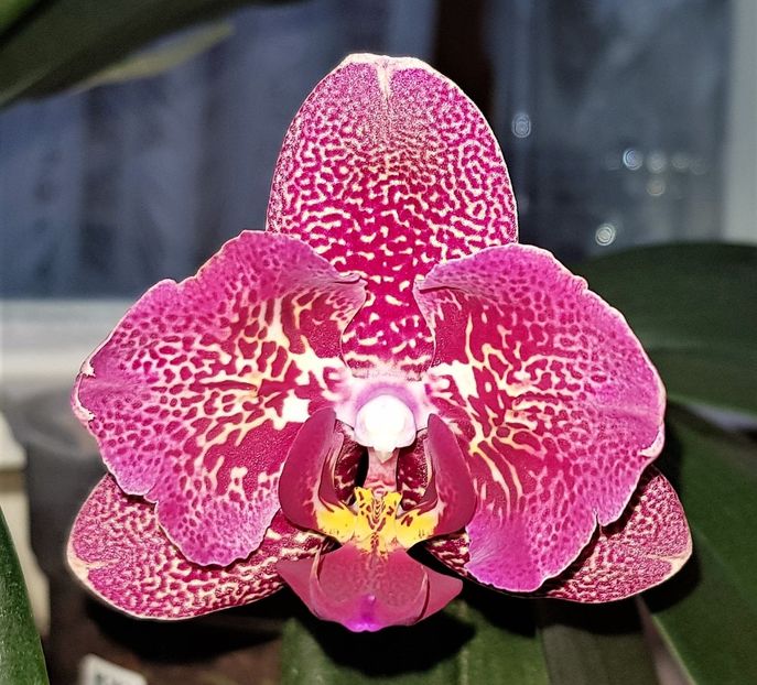  - Phalaenopsis 2