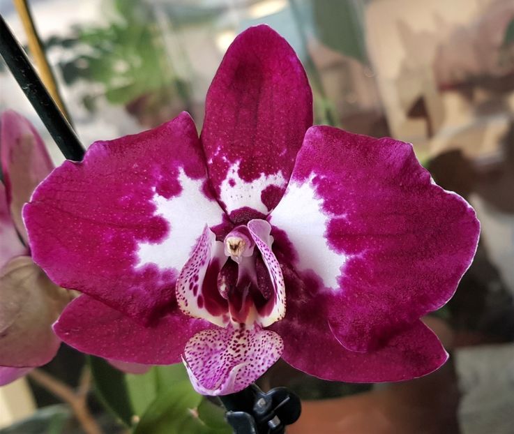  - Phalaenopsis 2