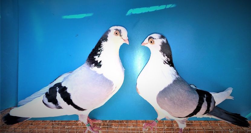 perechea  69 - B - perechi 2021