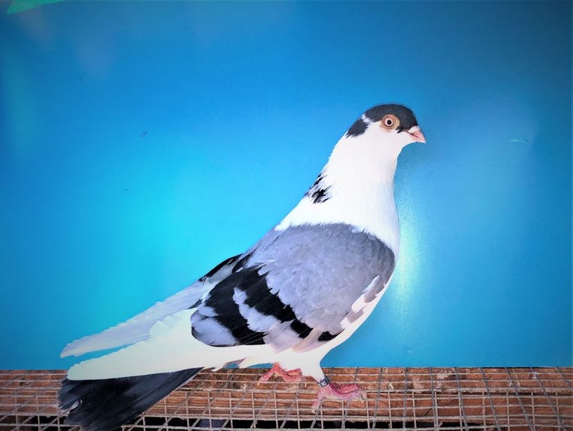 23087  mascul  2020 - B - perechi 2022