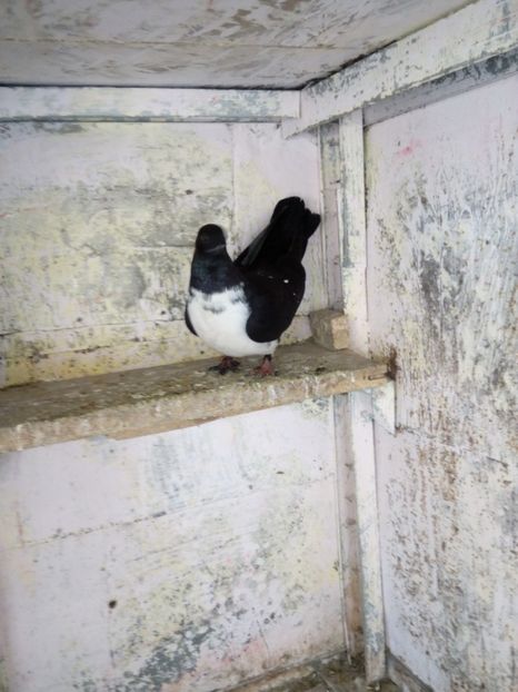  - porumbei zburatori bibiti