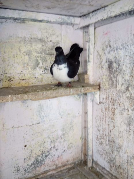  - porumbei zburatori bibiti