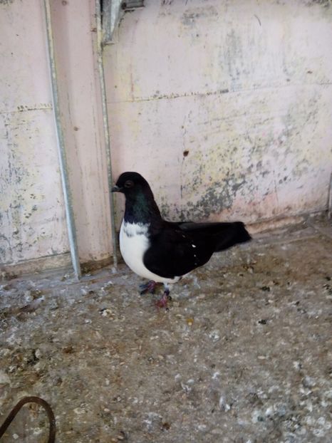  - porumbei zburatori bibiti