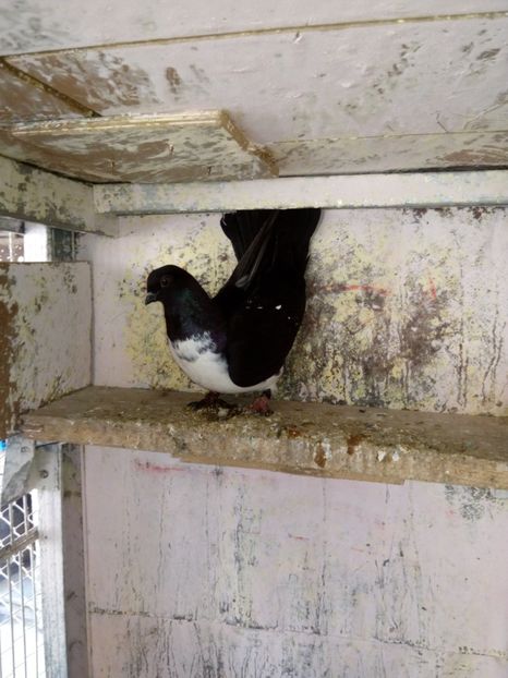  - porumbei zburatori bibiti