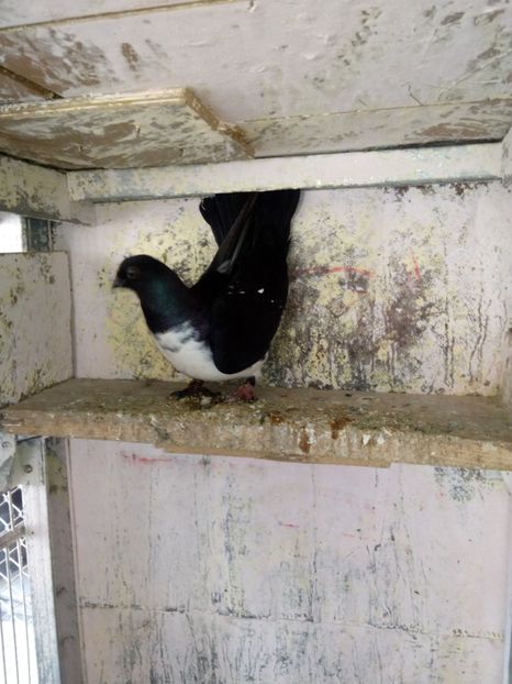  - porumbei zburatori bibiti