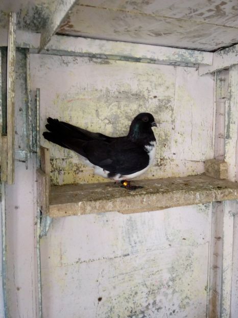  - porumbei zburatori bibiti