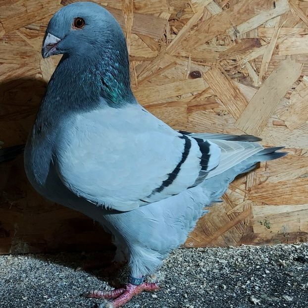  - 3---AGH DAȚI 2019 - 2025