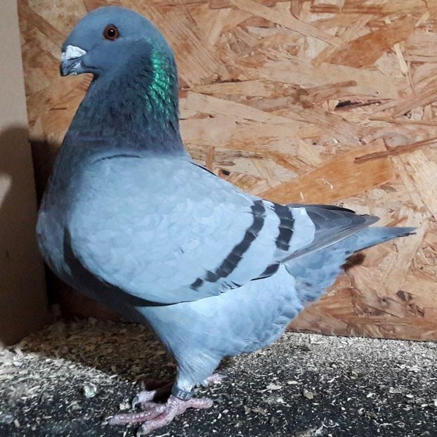  - 3---AGH DAȚI 2019 - 2025