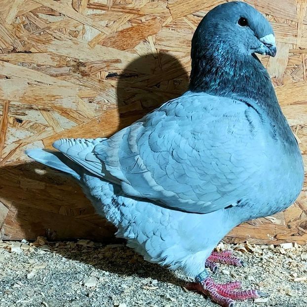  - 3---AGH DAȚI 2019 - 2025