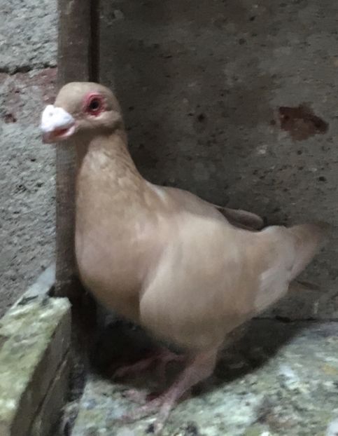  - Pui și tineret