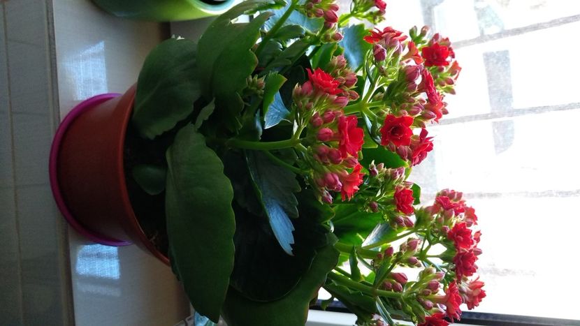  - Anthurium si suculente