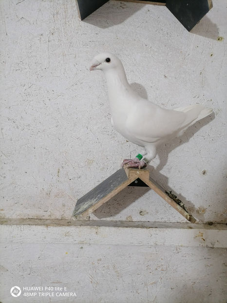  - Șimi albi linia veche