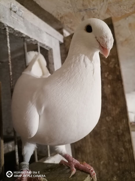  - Șimi albi linia veche