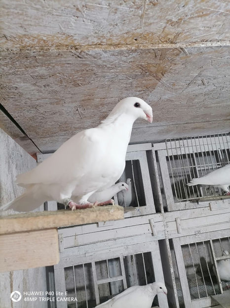  - Șimi albi linia veche