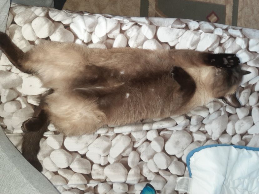  - Pisicii mei in martie 2021