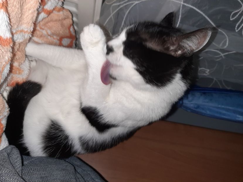  - Pisicii mei in martie 2021