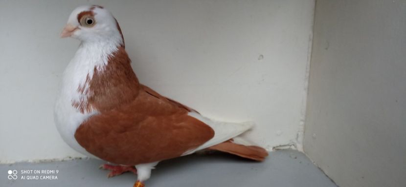  - jucatori de galati pe galben