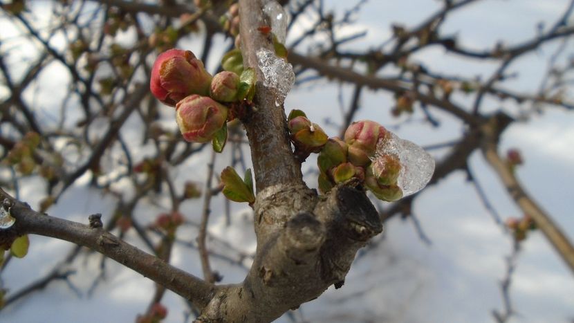 12 mart. 2021: Gutui japonez - Flori in plina iarna