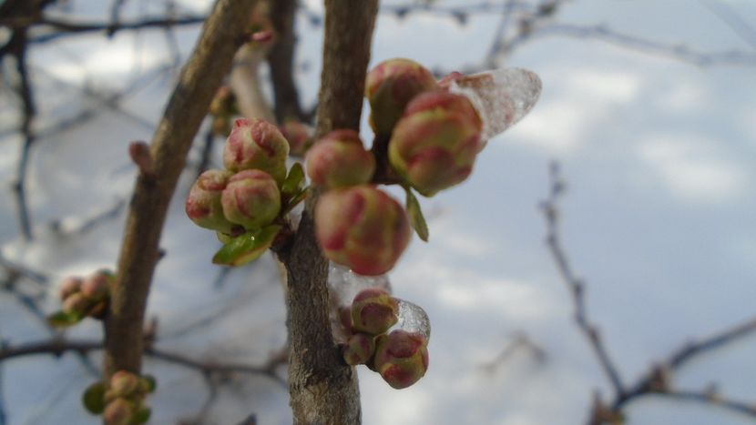 12 mart. 2021: Gutui japonez - Flori in plina iarna
