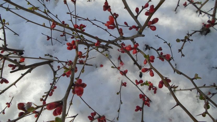 12 mart. 2021: Gutui japonez - Flori in plina iarna