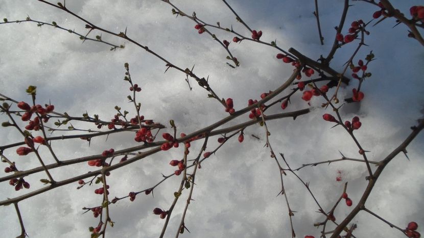 12 mart. 2021: Gutui japonez - Flori in plina iarna