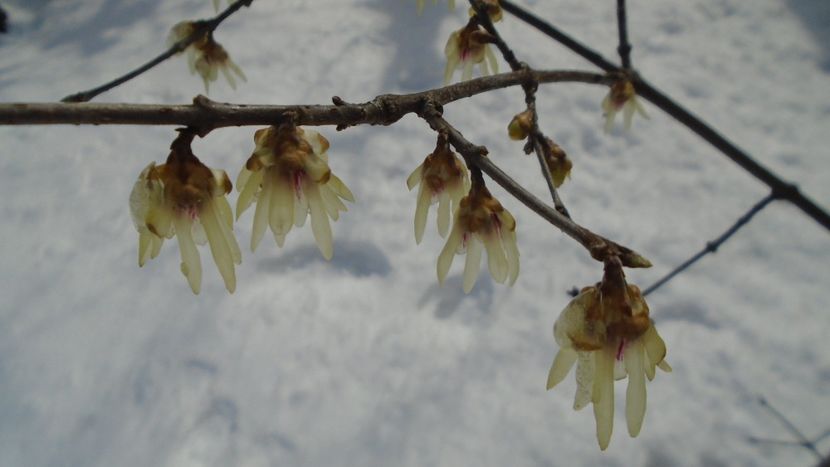 12 mart. 2021: Arbustul zânei (Chimonanthus praecox) - Flori in plina iarna