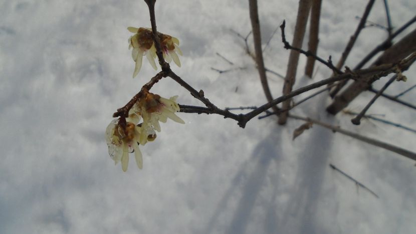 12 mart. 2021: Arbustul zânei (Chimonanthus praecox) - Flori in plina iarna