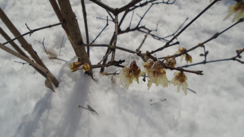 12 mart. 2021: Arbustul zânei (Chimonanthus praecox) - Flori in plina iarna