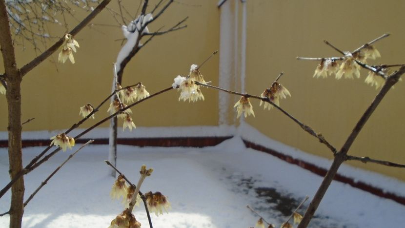 12 mart. 2021: Arbustul zânei (Chimonanthus praecox) - Flori in plina iarna