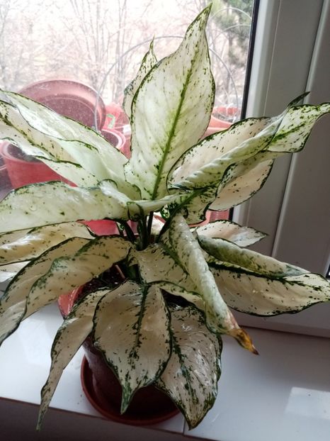 - Aglaonema- varietati