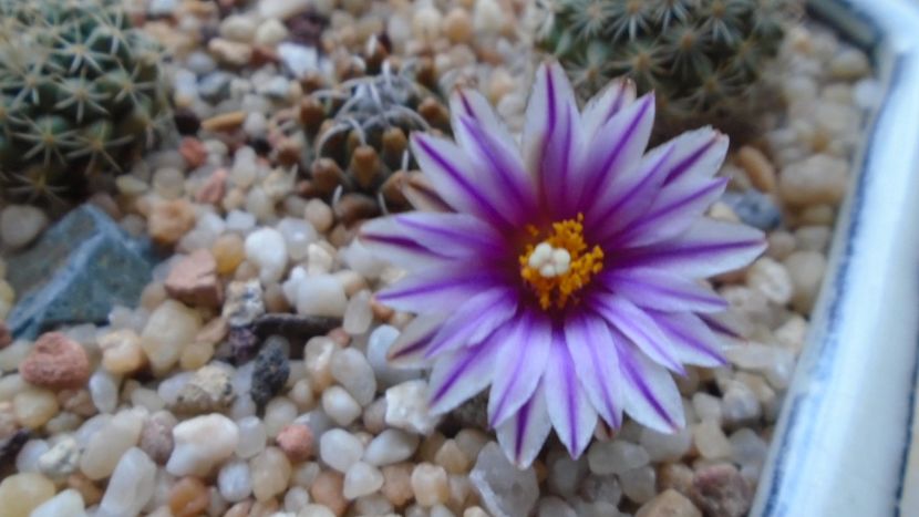Turbinicarpus valdezianus, MM 96 Tecolotes, Zac. - Cactusi 2021