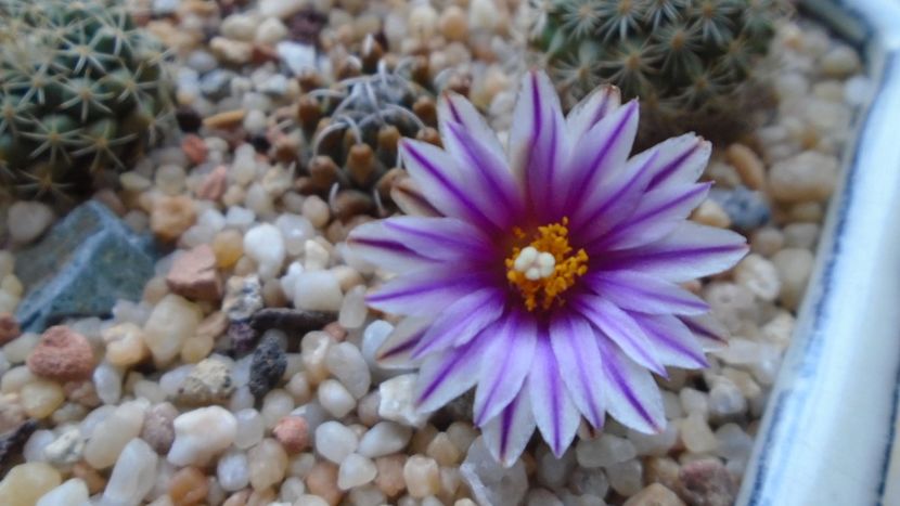 Turbinicarpus valdezianus, MM 96 Tecolotes, Zac. - Cactusi 2021