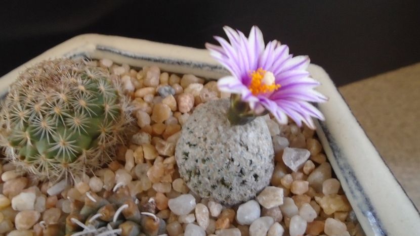 Turbinicarpus valdezianus, MM 96 Tecolotes, Zac. - Cactusi 2021