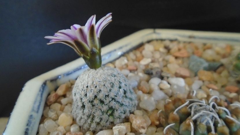 Turbinicarpus valdezianus, MM 96 Tecolotes, Zac. - Cactusi 2021