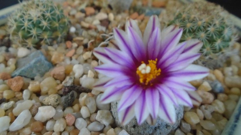 Turbinicarpus valdezianus, MM 96 Tecolotes, Zac. - Cactusi 2021