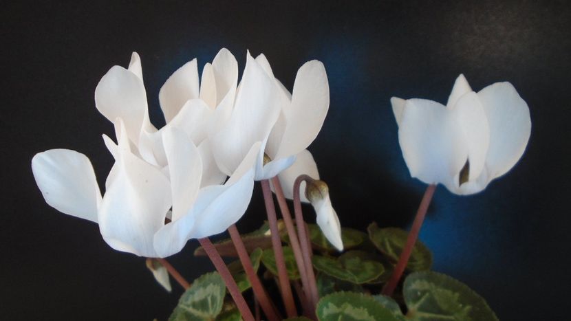 Cyclamen persicum - Caudiciforme - pachycaule si bulboase 2020 bis