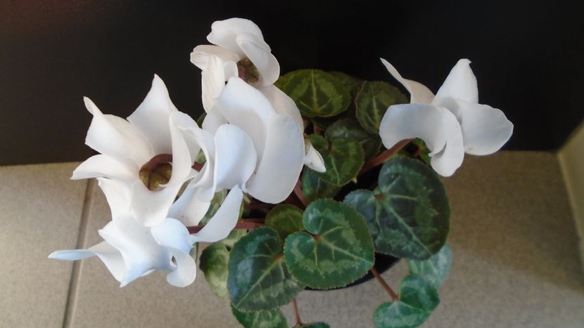 Cyclamen persicum - Caudiciforme - pachycaule si bulboase 2020 bis