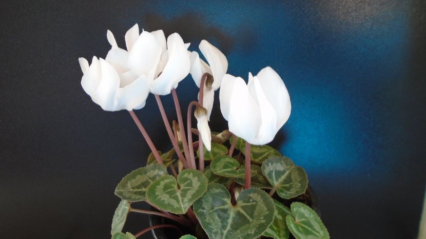 Cyclamen persicum - Caudiciforme - pachycaule si bulboase 2020 bis